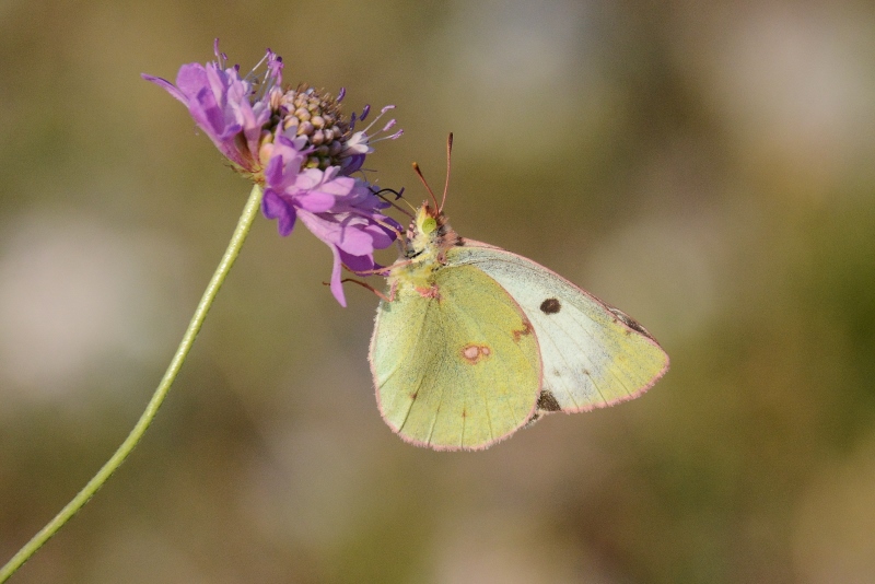 Colias alfacariensis o crocea ?